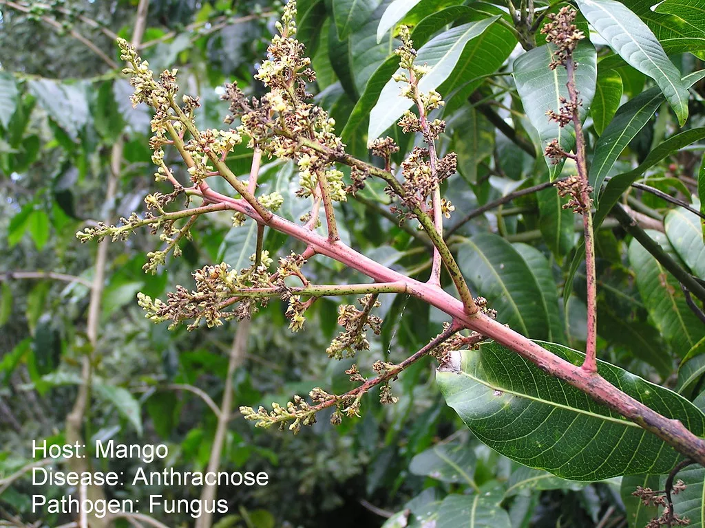 Anthracnose on mango — Blossom blight on flower panicles