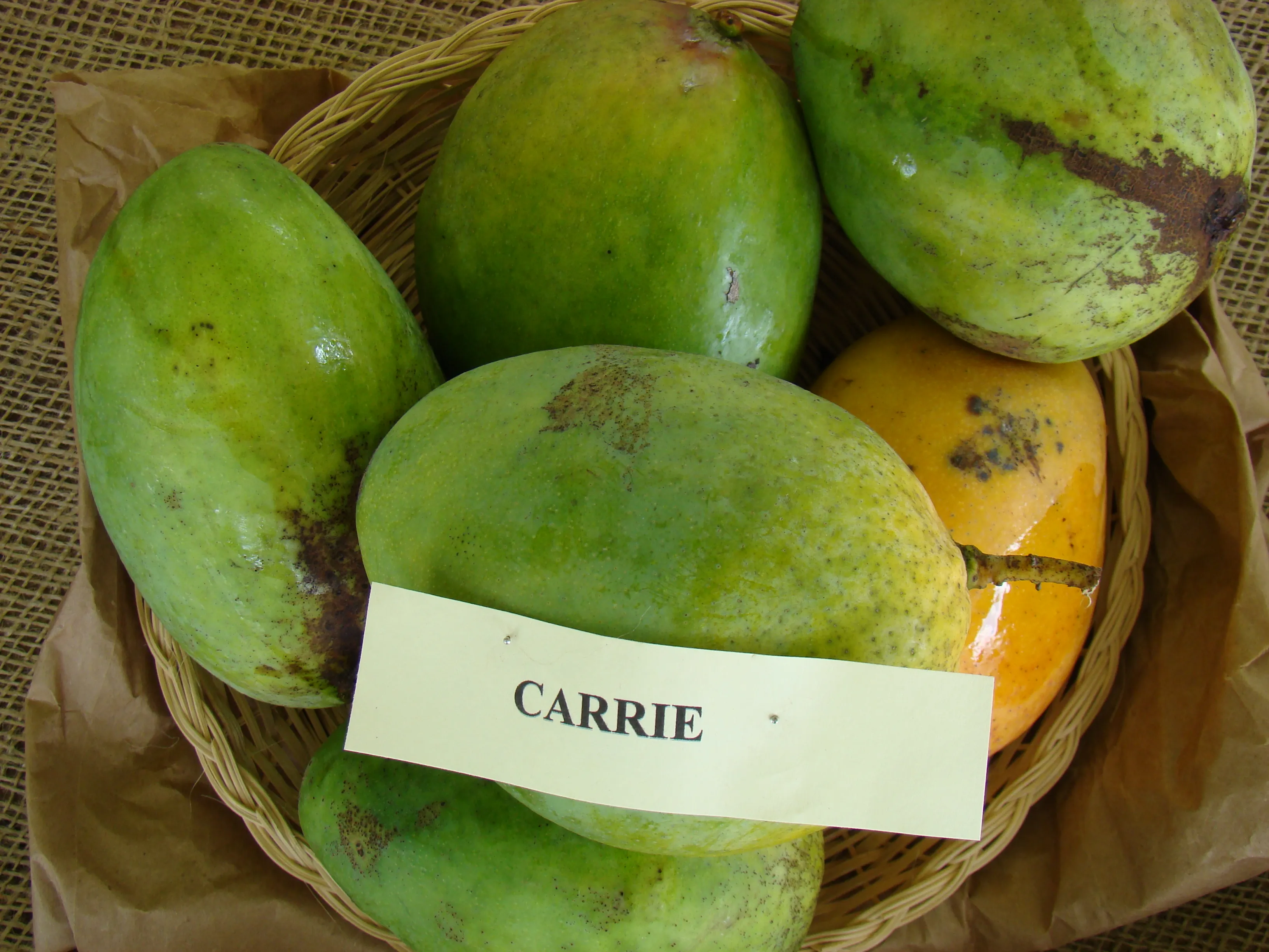 Green and yellow-green Carrie mangoes in a labeled basket at the Redland Summer Fruit Festival