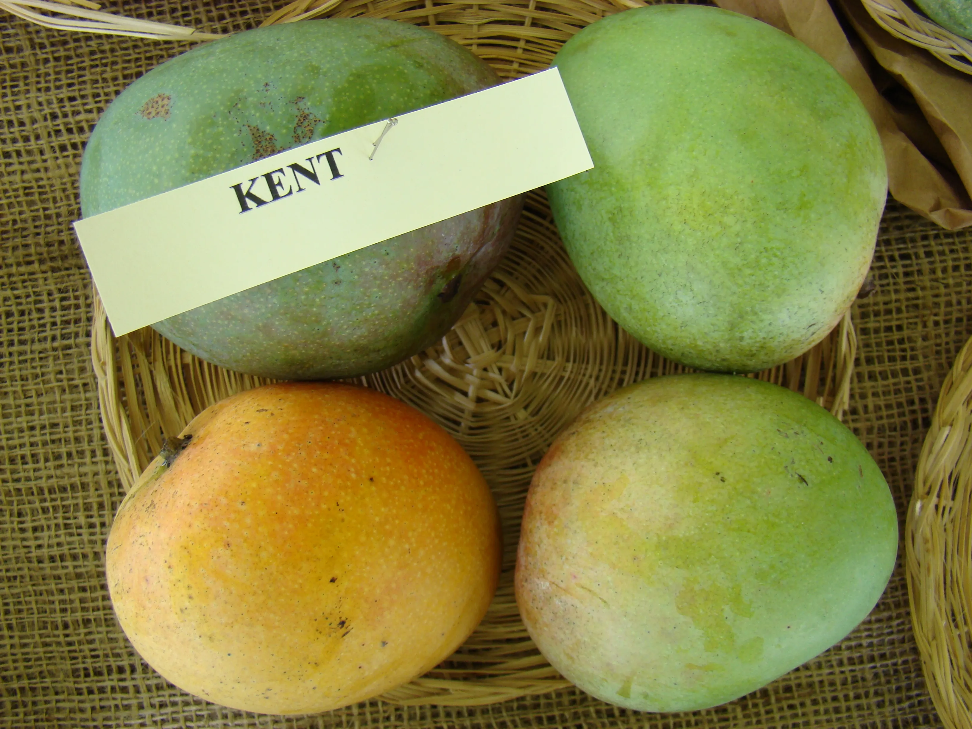 Kent mangoes with green, yellow, and reddish skin in a basket labeled Kent