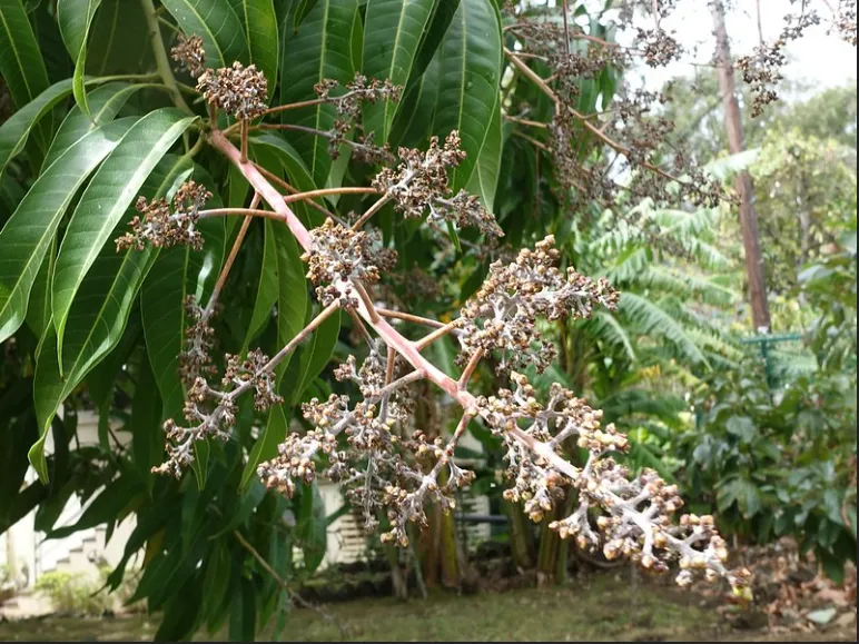 Powdery Mildew on mango — White coating on flowers