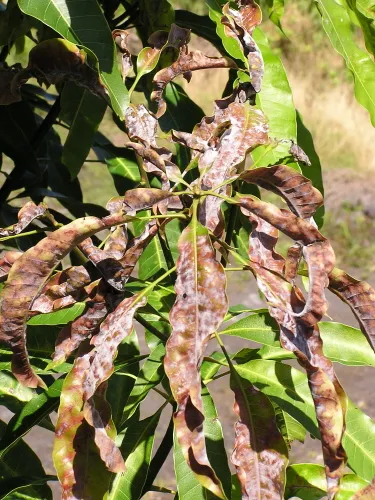 Powdery Mildew on mango — White mycelium on leaves
