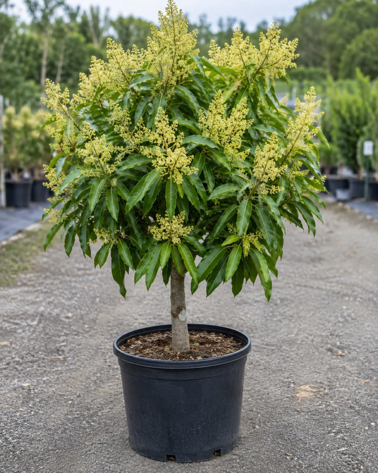 A young potted mango tree already covered in flower panicles, well before it is ready to carry fruit